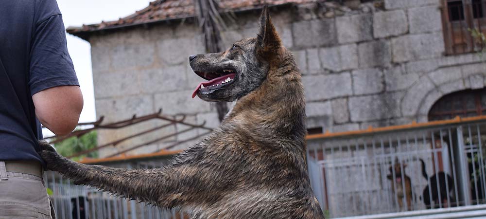 Adoption Dogs Portugal