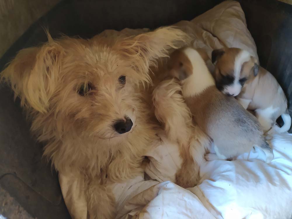 Adoption Dogs Portugal