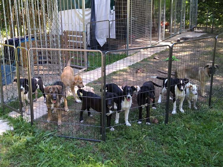 Adoption Dogs Portugal