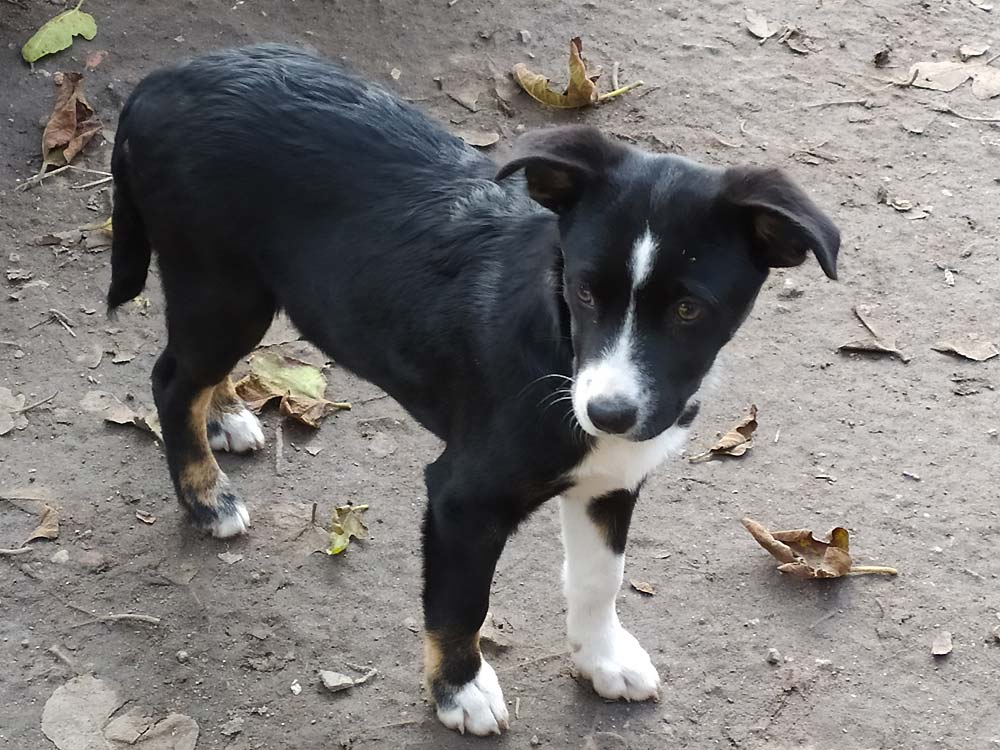 Adopt a dog!