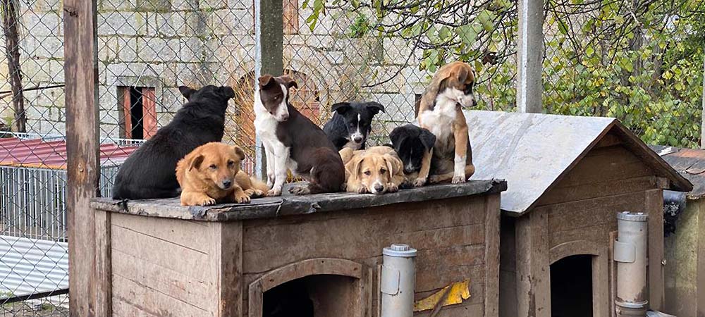 Adoption Dogs Portugal - The Team